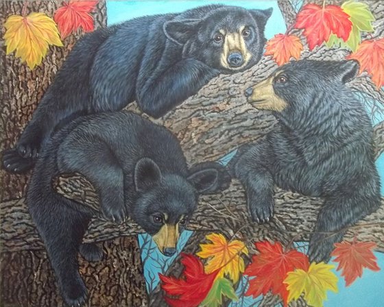Three Black Bear Cubs in a maple tree