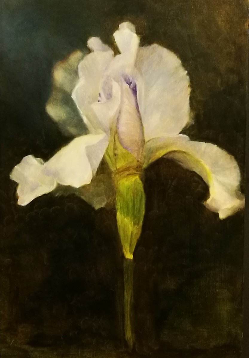 Photorealistic Botanical Oil Painting By Daniela Roughsedge, 11 X 15, Iris, Original Artwork