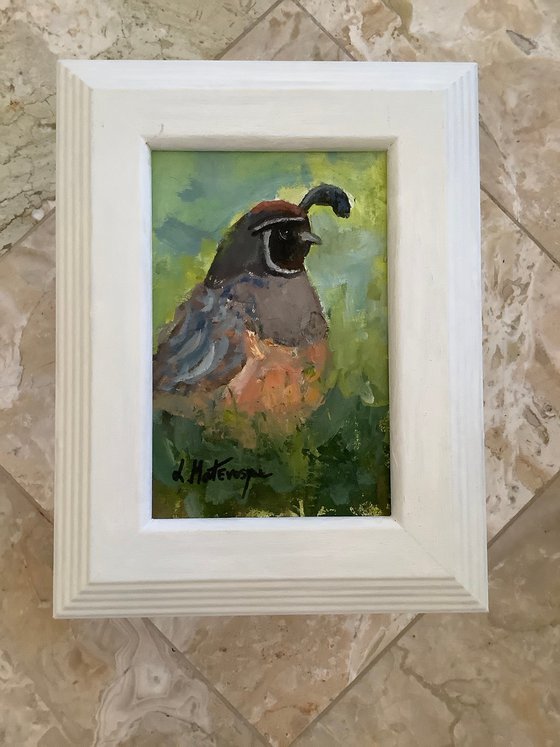 Quail Visitor