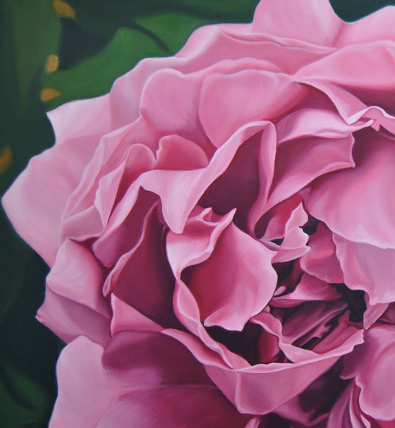 Pink peony