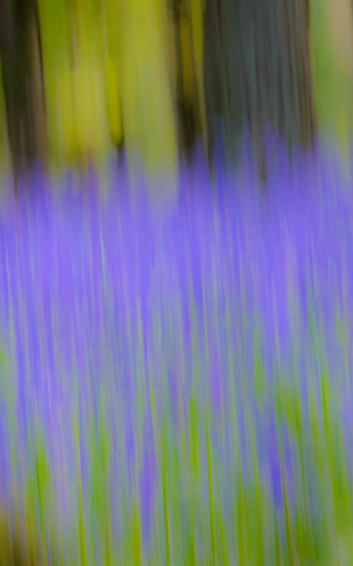 Bluebell Wood - A4 by Ben Robson Hull