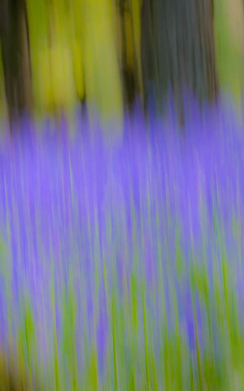 Bluebell Wood A4 by Ben Robson Hull