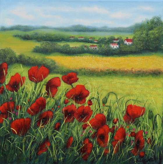 Red poppies