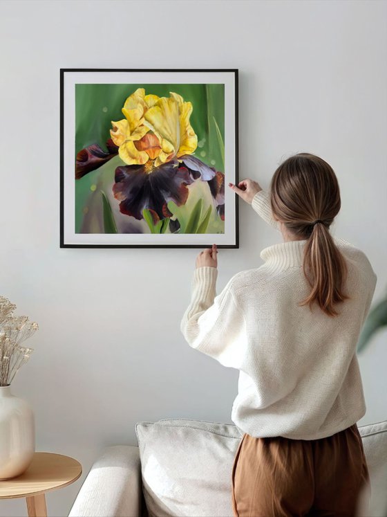 Yellow Burgundy Irises
