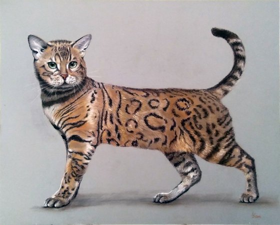 A handsome Bengal cat