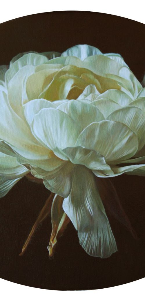 white flower in oval by Darya Klunnikova