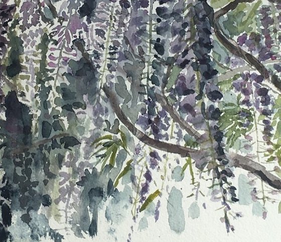 Wisteria