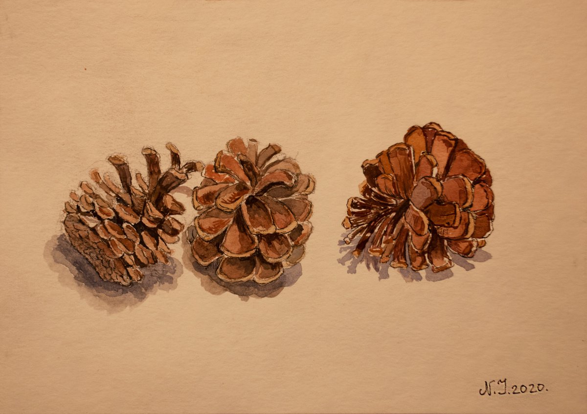 Pinecones I by Nikola Ivanovic