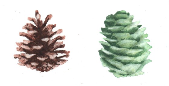 Watercolour Forest Flora - Original Pinecones and Ferns