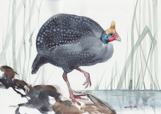 Helmeted guineafowl