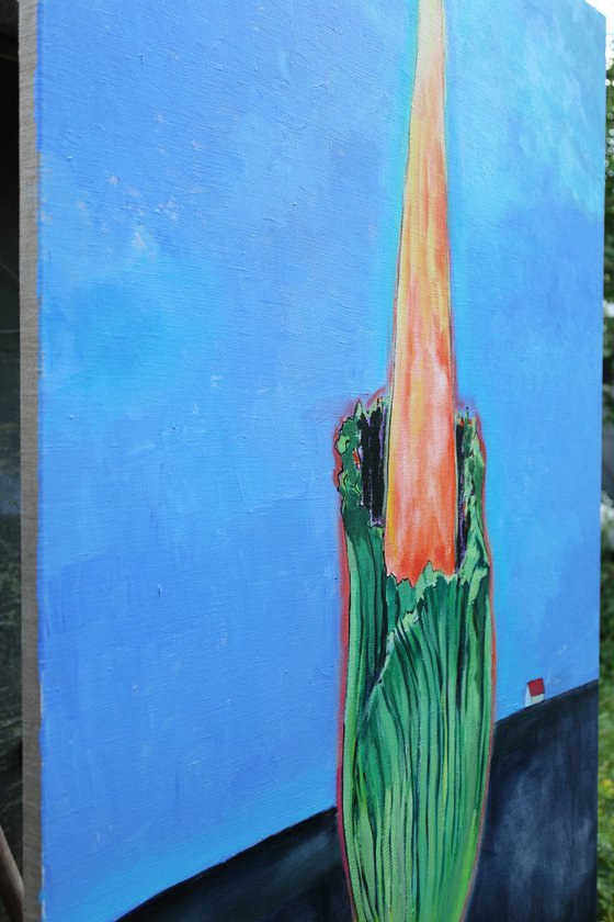 Amorphophallus Titanum 2
