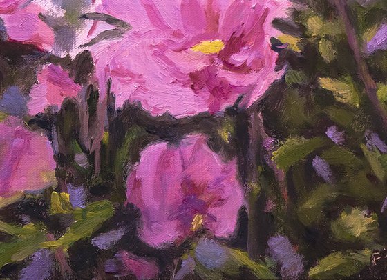 Purple Rose of Sharon Blossoms