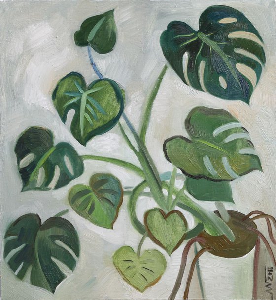 Monstera