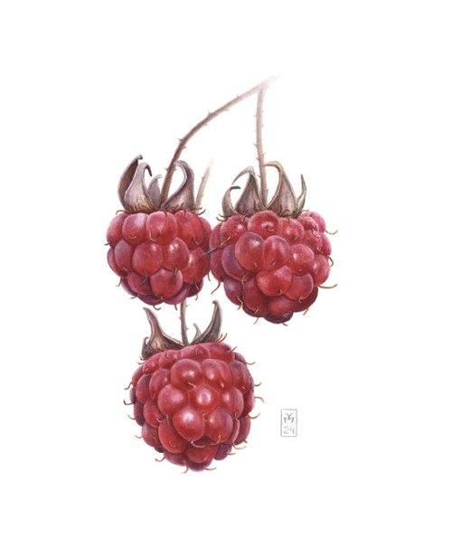 Raspberries by Yuliia Moiseieva