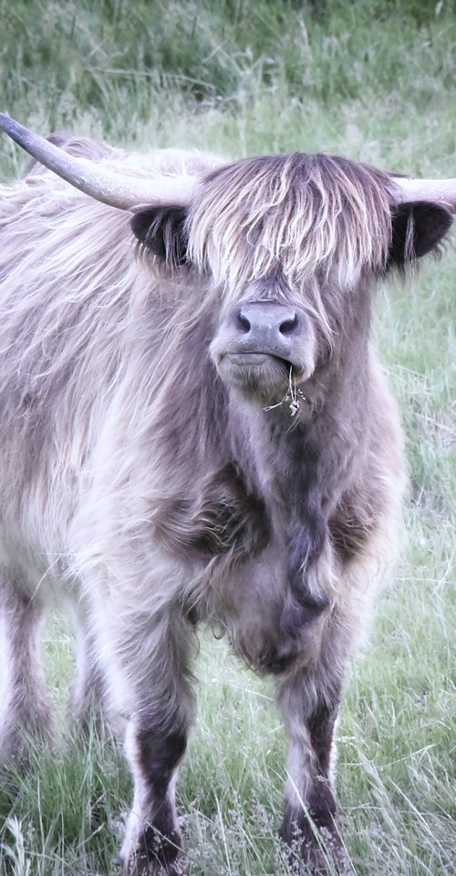 Highland Cow by Emily Kent