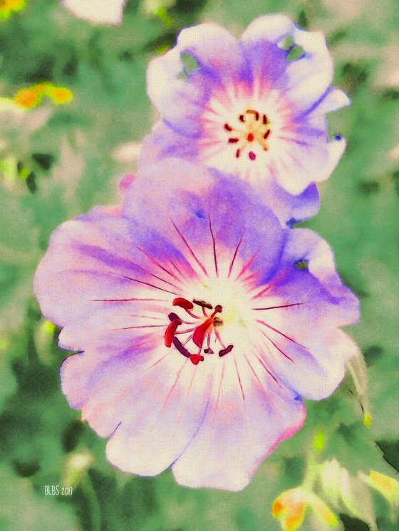 Rozanne Cranesbill Geranium