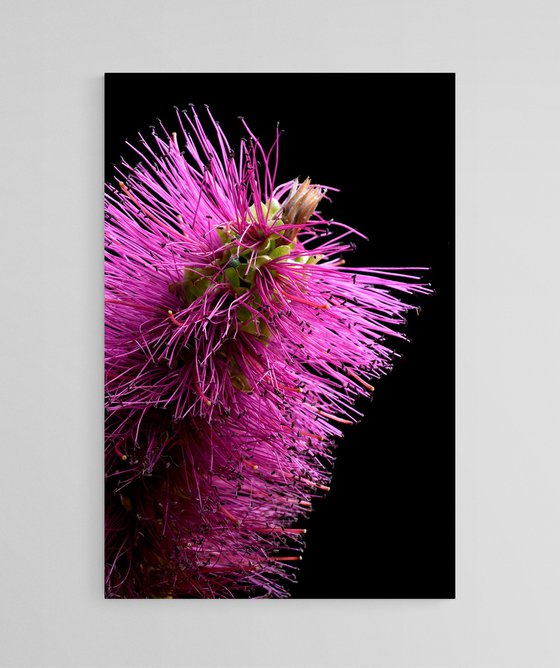 Callistemon Purple Cloud Bottlebrush