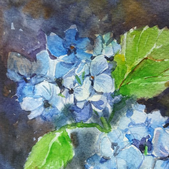 Blue Hydrangeas flowers