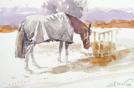 Horse  with a blanket