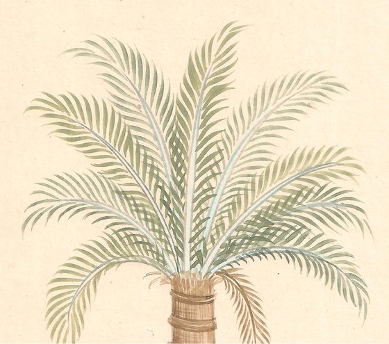 Date Palm | Indian Miniature