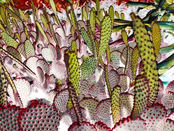 Cactus at night