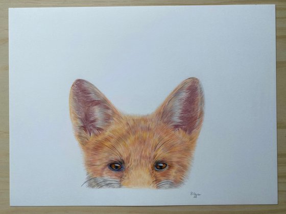 The shy fox