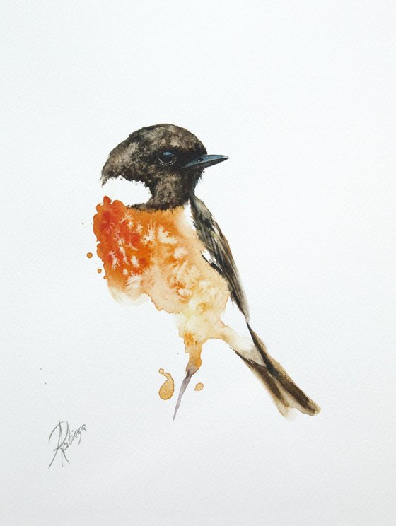 European Stonechat (Saxicola rubicola)