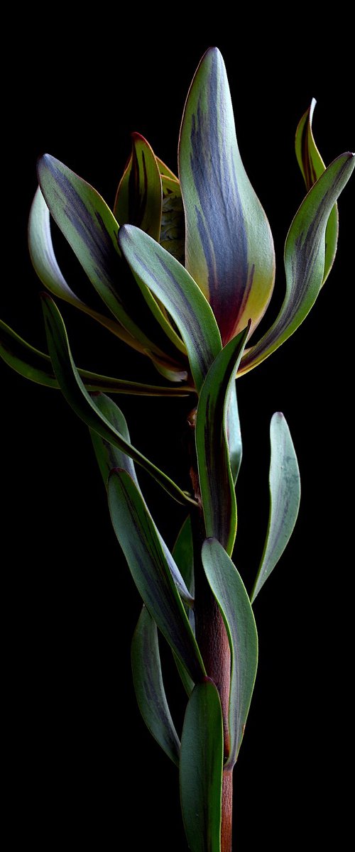 Burgundy Blaze Leucadendron by Nadia Culph