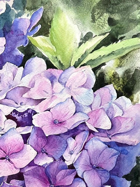 Violet hydrangea