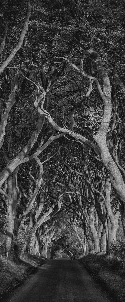 Dark Hedges in Northern Ireland by Peter Zelei