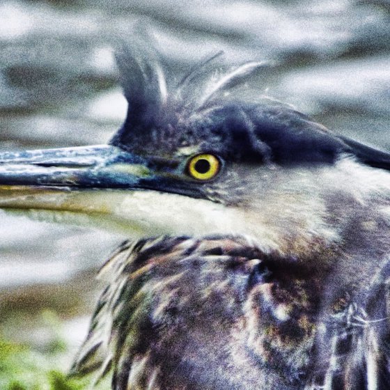 Windblown Blue Heron