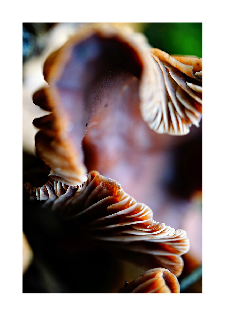 Abstract Mushroom Fantasy 02 (LIMITED EDITION OF 15) by Richard Vloemans
