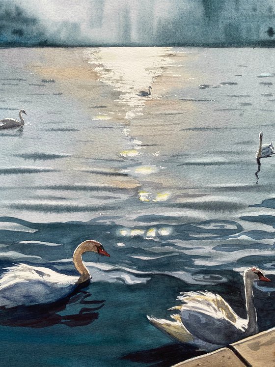 City ​​and Swans