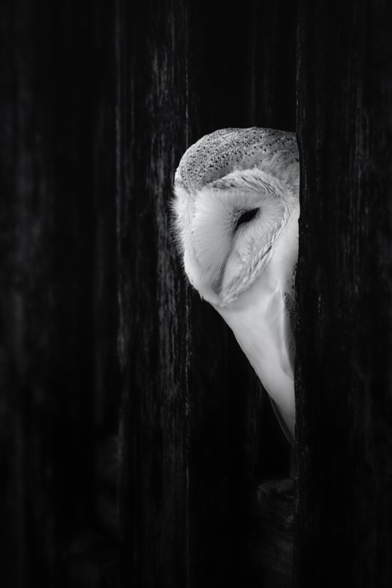 Barn Owl