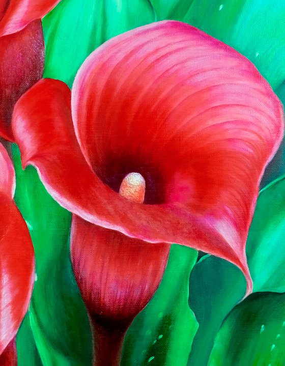 Red calla lilies.