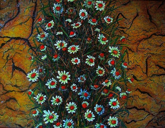 Daisies in the hot summer ..