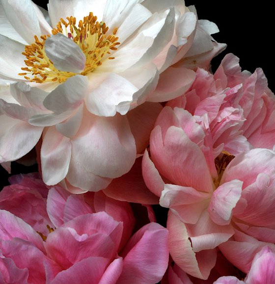 Peony Posy