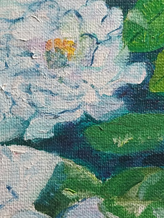 Waterlilies 1