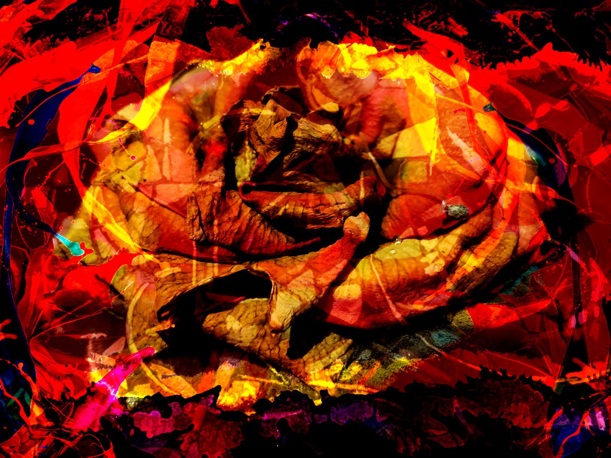 Abstract Rose by Alex Solodov