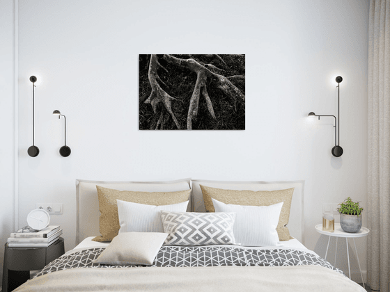 Roots II | Limited Edition Fine Art Print 1 of 10 | 60 x 40 cm