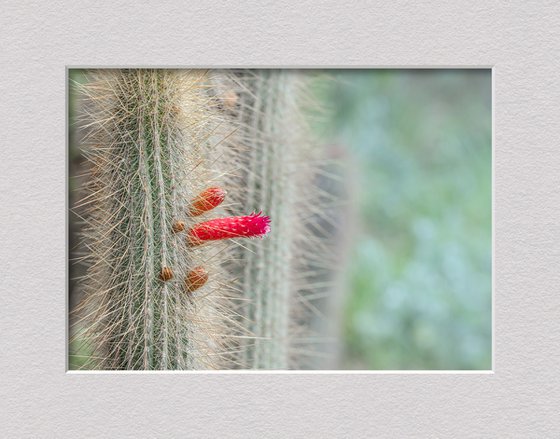 Cactus in the garden