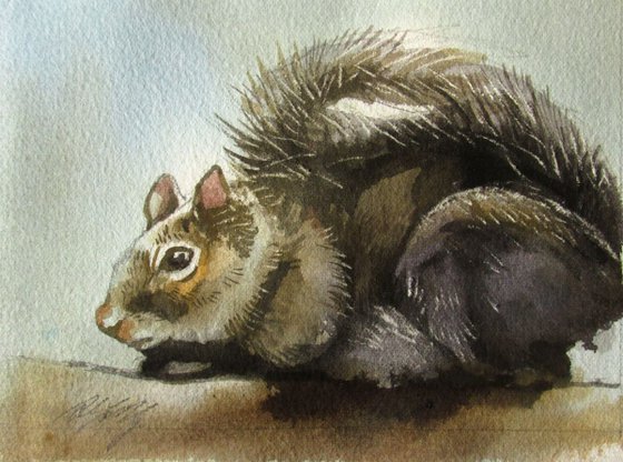 baby squirrel