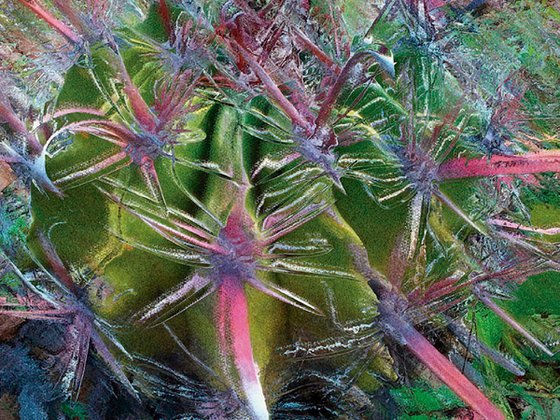 Cactus