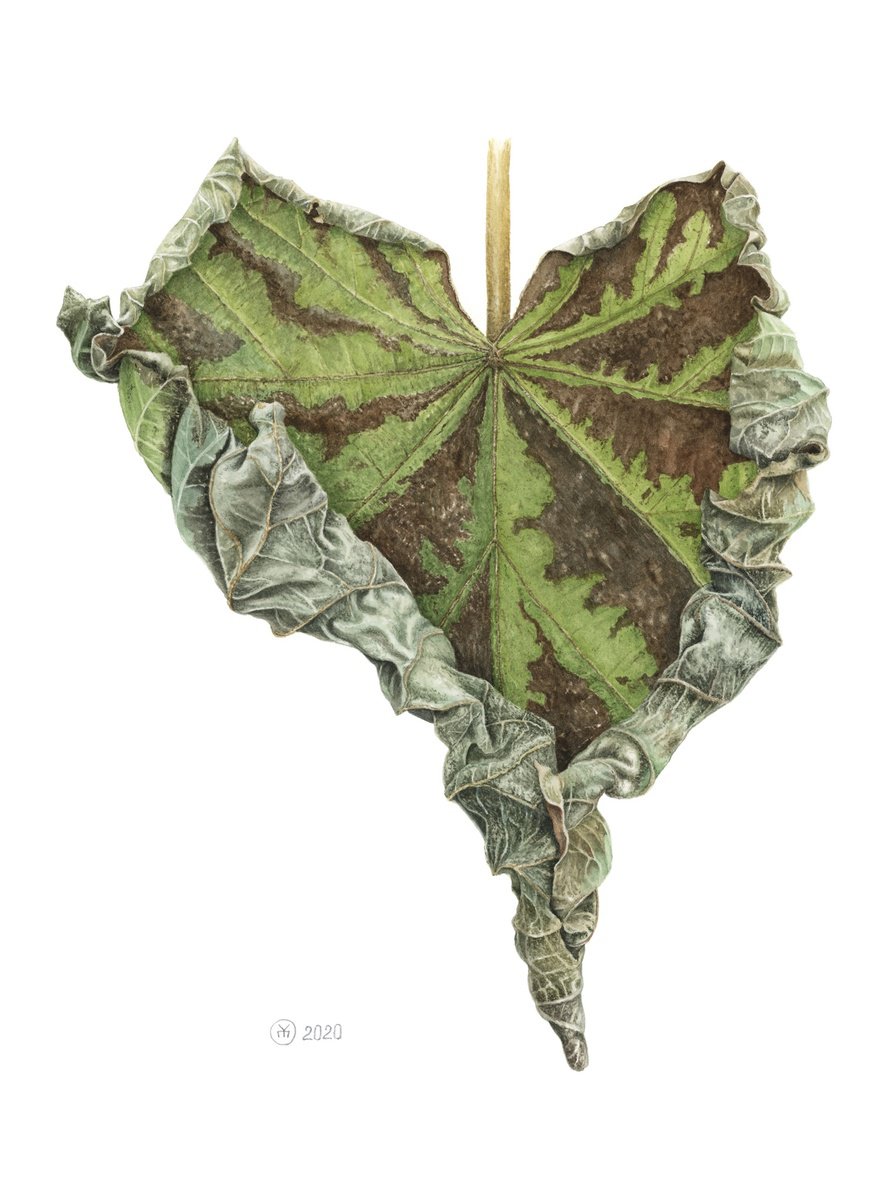 Photorealistic Botanical Watercolour By Yuliia Moiseieva, 11 X 15", Dry Heart, Original Artwork