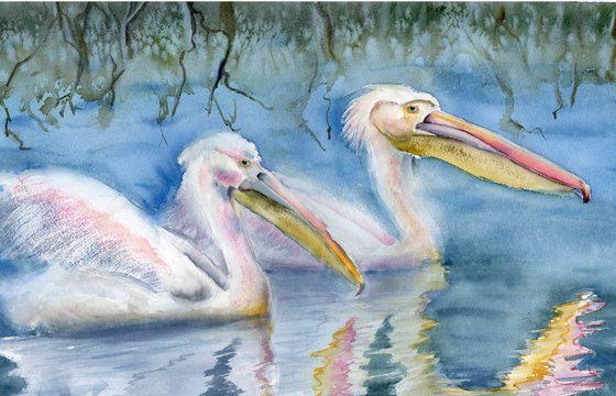 Two swimming pelicans