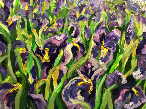 Field of Irises