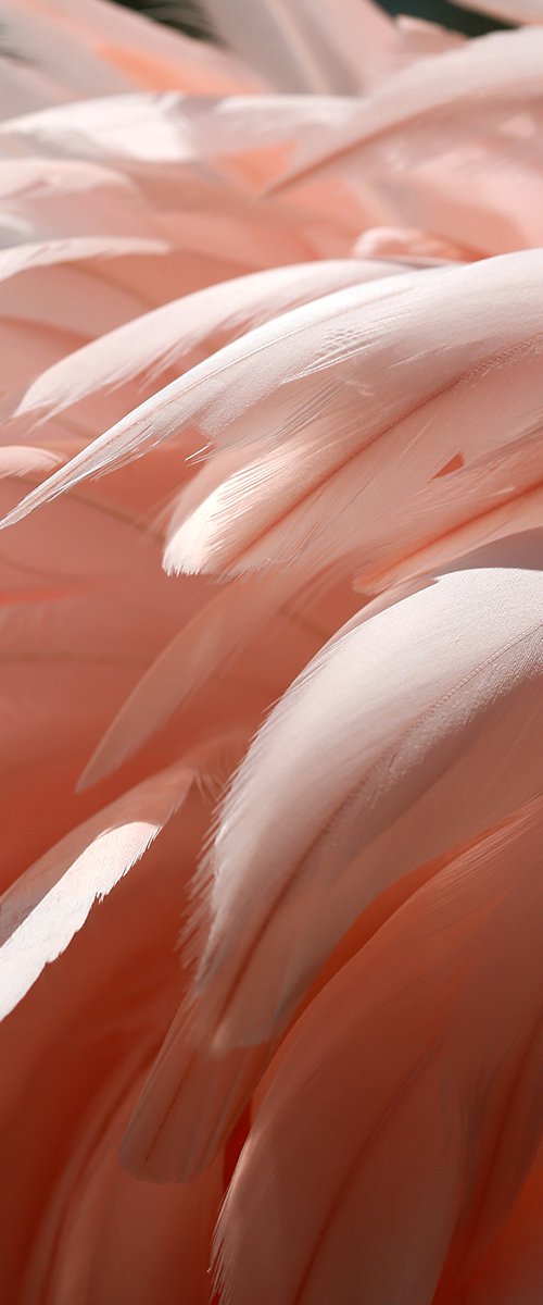 Flamingo #1 by Alicia Bock