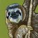 Sloth by Carla Smale