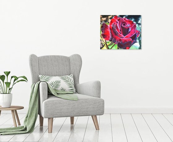 Burgundy Rose in Bloom