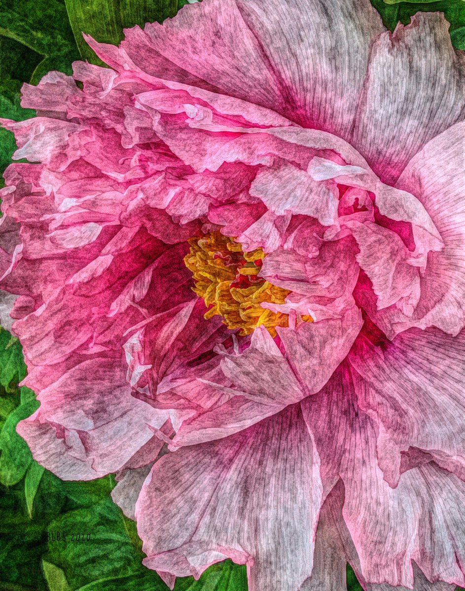Delicate Pink Peony by Barbara Storey